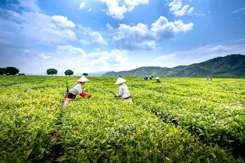 制造业企业战略规划与组织变革的协同优化方案